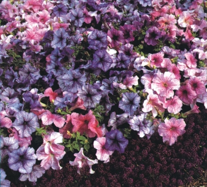 Picture of Petunia - Daddy Series Mixed F1